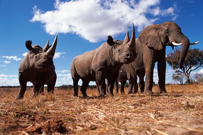 NICHEorg's tweet photo. Elephants + Rhinos = Elephinos https://t.co/WsPVVrPnUy