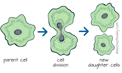 FLHS_salmas's tweet photo. Asexual reproduction is when a single organism creates an offspring, and the offspring takes the genes of that parent. #OneParent #alone https://t.co/vEGYawi0kl