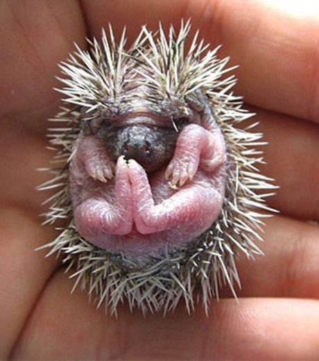 cinnamonfraize's tweet photo. LE BÉBÉ HÉRISSON À COUPS DE TALONS !!
#Spouch https://t.co/3CZGCNI3Fv