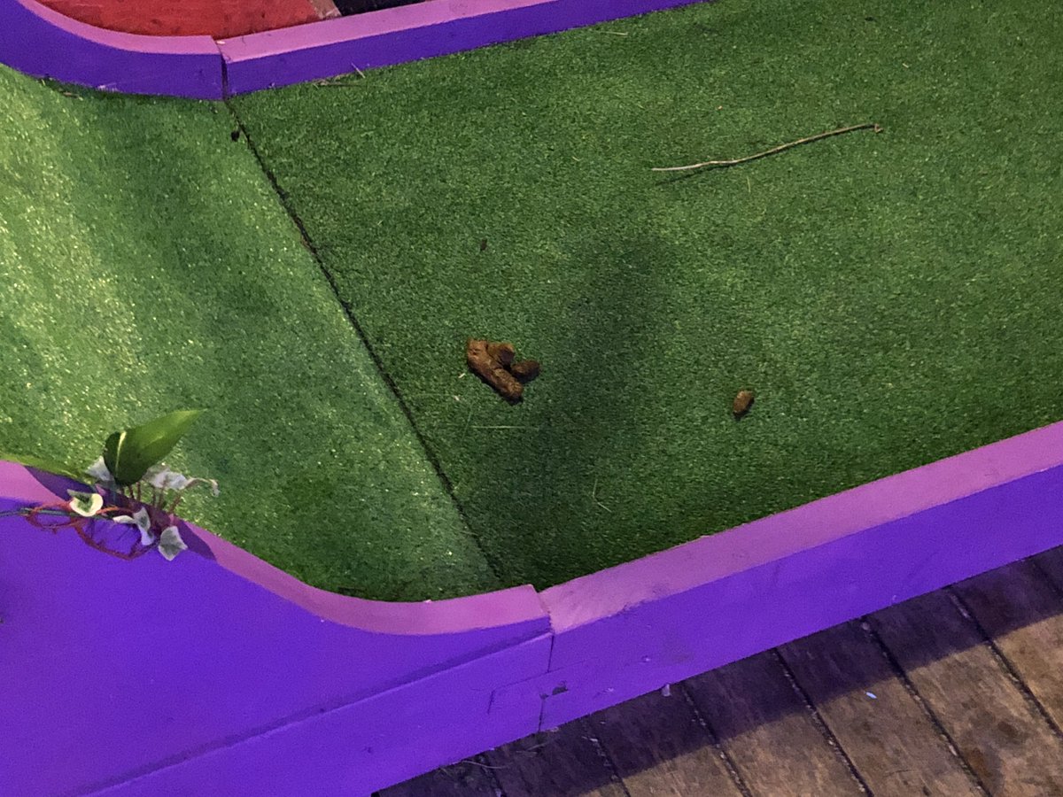 crossfit_buffy's tweet photo. @plonkgolf dog faeces on course at Brighton venue. Reported to plonk, asked for a refund of £8! Given answer no! Avoid at all costs https://t.co/gN81Q3kATK