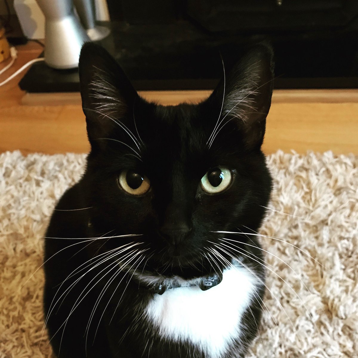 Danacea's tweet photo. Pixie is the new #UKIPleader.
Policy - she’s completely full of herself, and she likes to nap through critical meetings.
Should be perfect. https://t.co/C2oOkPBO21