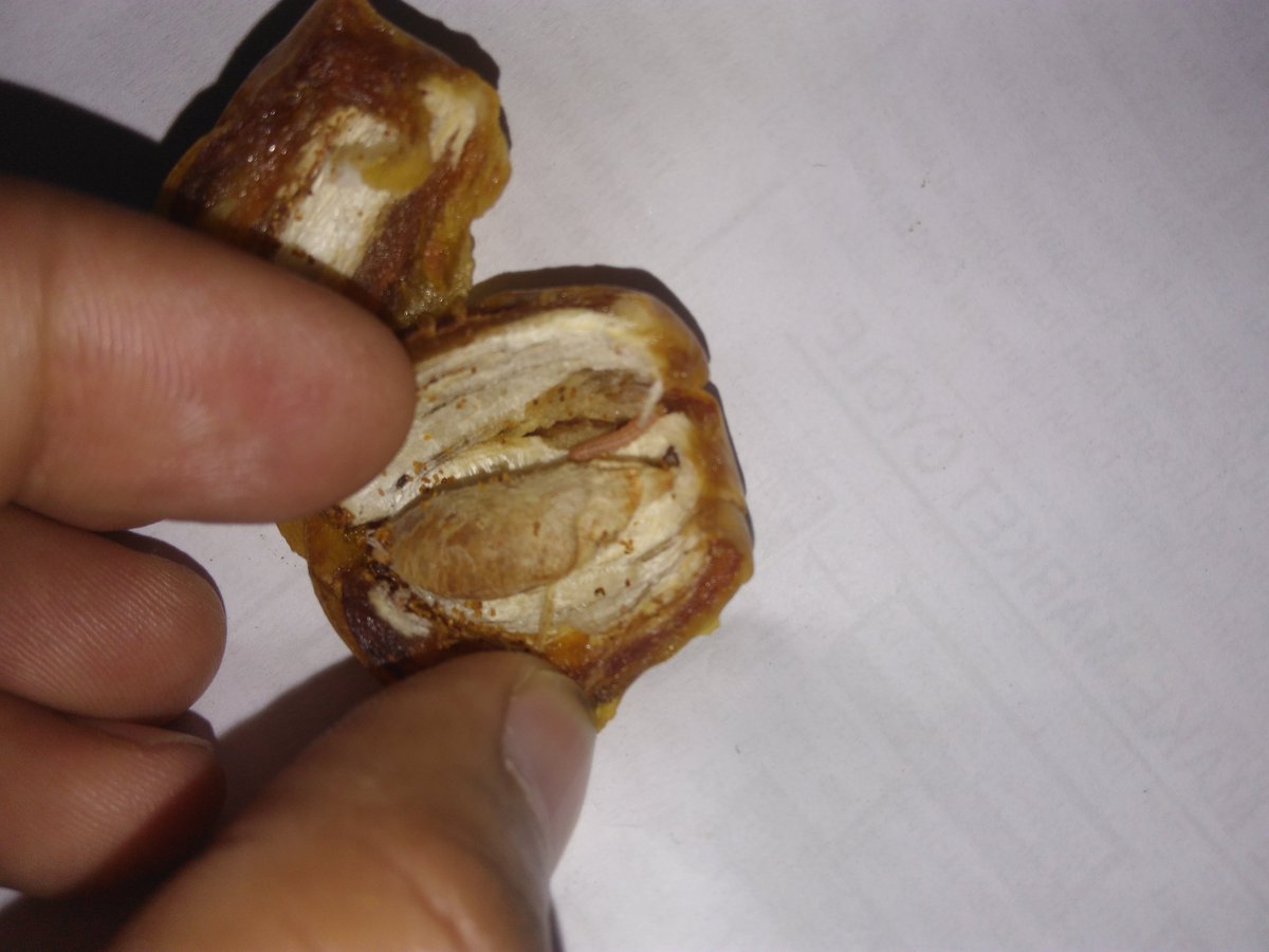 Live bug inside Lion Arabian Dates PesPro