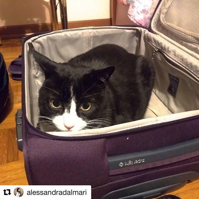 andmarini's tweet photo. #instamodena @alessandradalmari
Casa 😁
#attilone #homesweethome #gattone #musetto #gommini #catsofinstagram #instacats #catlovers #gattarainside #vitadagatti #catstagram #love #micione #miao #fluffy #instadaily#appennino#cats#cat#gatto https://t.co/sGYeyfHSss https://t.co/9swC4k0rRX