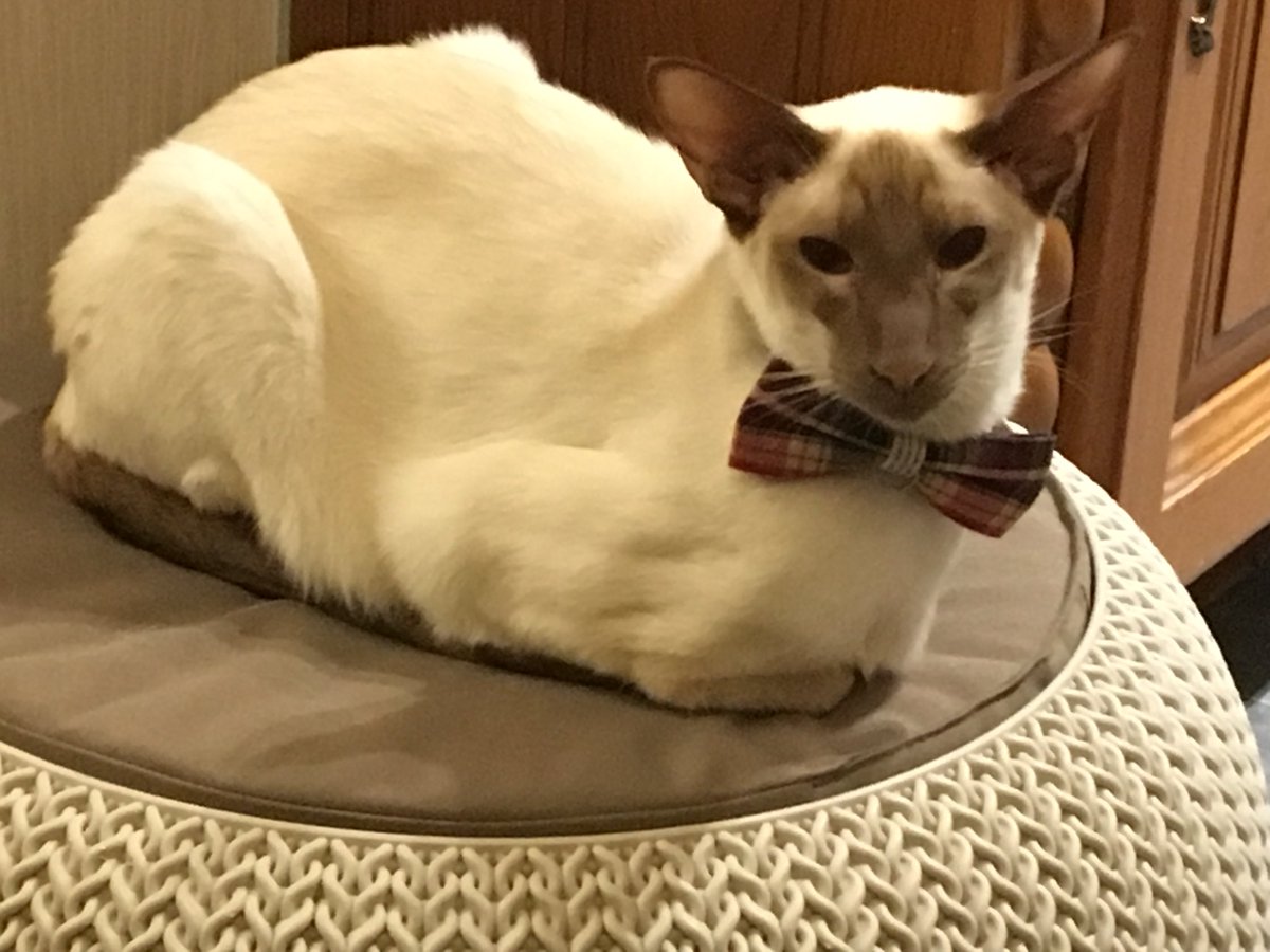 Diablo_Siamese's tweet photo. Good evening #smartdevil #KittyLoafMonday #CatsOfTwitter https://t.co/yZ6kPe3lqr