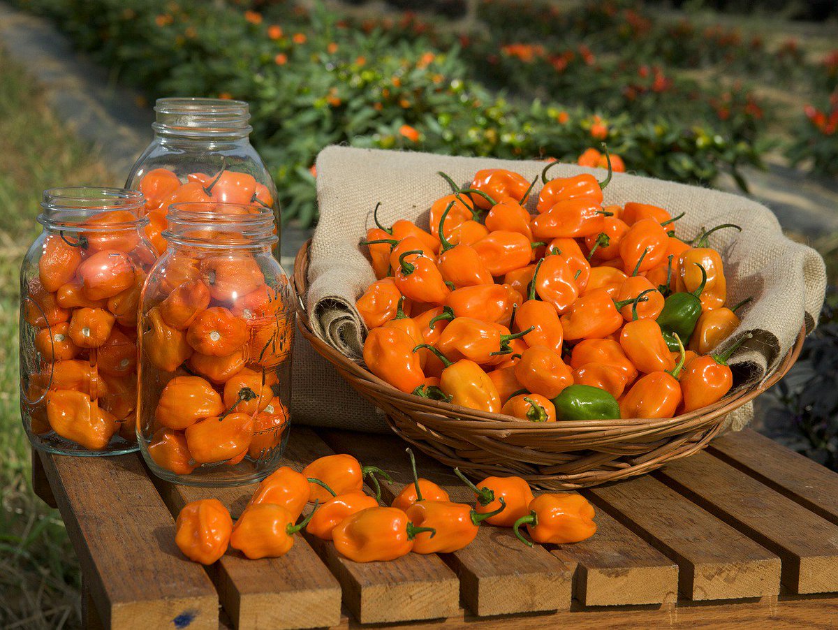 The Organic Pantry tweet media