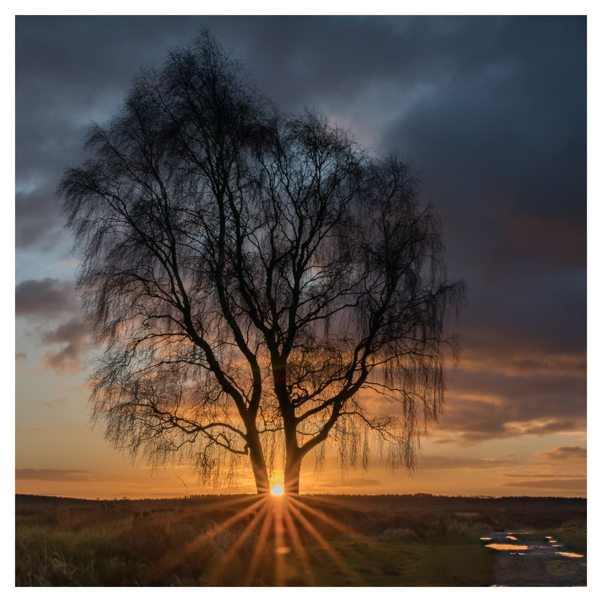 Rising Between The Tree on Cannock Chase #sharemondays #APPicoftheweek #outdoorphotographymagazine #staffordshire #visitstaffordshire #BeautilfulBritain