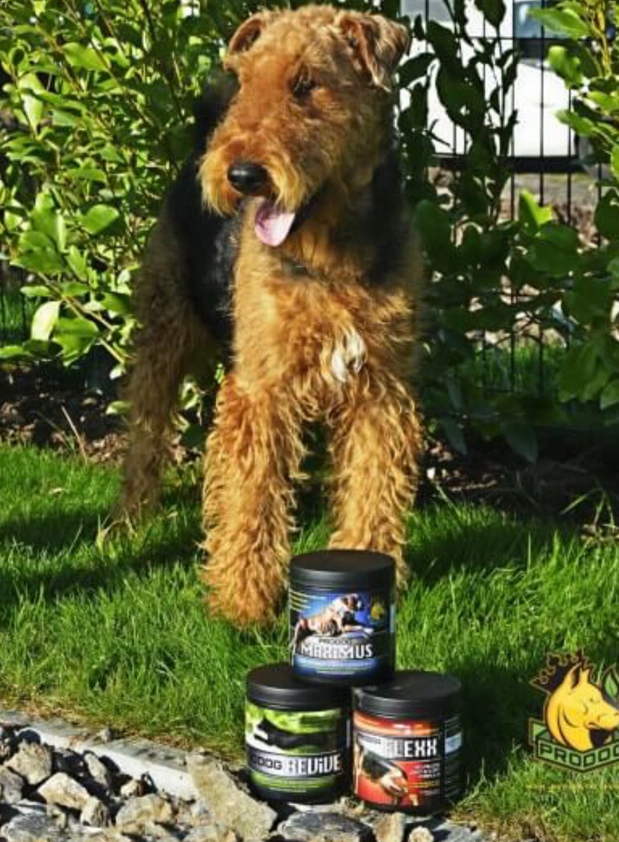 prodognutrition's tweet photo. ProDog Maximus is suitable for all breeds and can be given to puppies from 24 weeks #crufts #dognutrition 

Trusted by “Gracie” – Crufts Class Winner 2017 https://t.co/FwS3aJgnoH