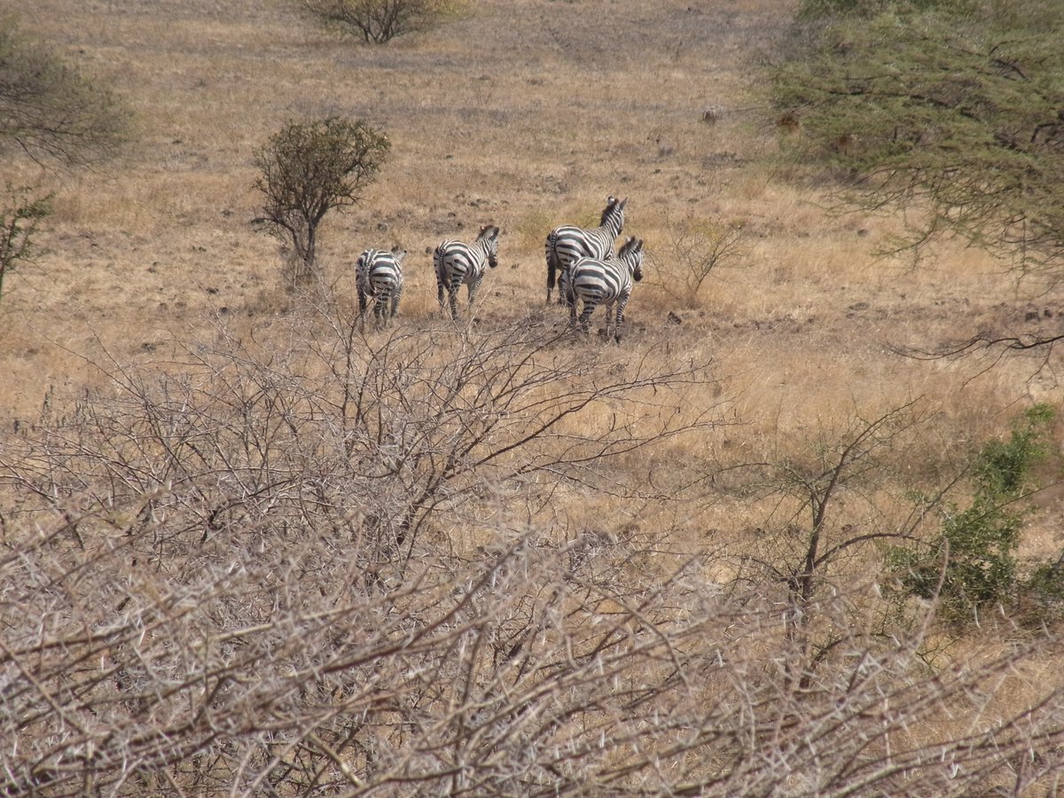 Brita Wagener On Twitter Impressions Of Ethiopia Nech Sar