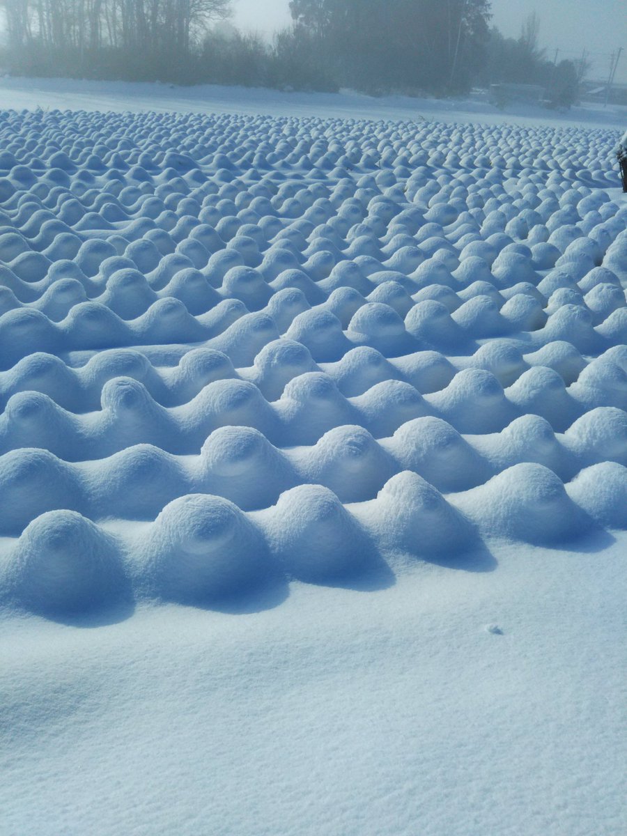 雪に覆われた畑がなんか面白い感じになっている 生き物に見える 笑 羽化して出てきそう Togetter 雪に覆われた畑がなんか面白い感じになっている 生き物に見える 笑 羽化して出てきそう Togetter