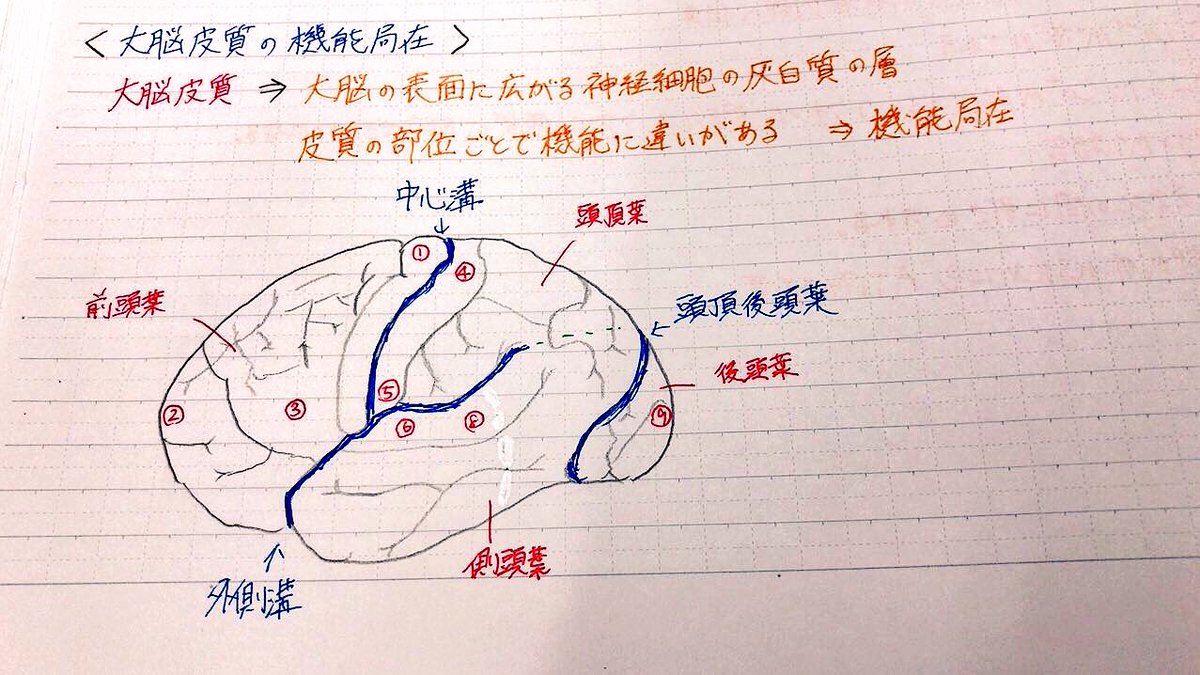 脳機能局在論 Lateralization Of Brain Function Japaneseclass Jp