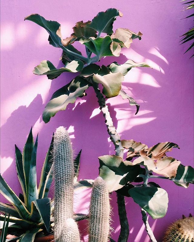 Gorgeous colored walls at Gothenburg’s Garden Society in Sweden. Decorated by lush Greenery 🌱💜 Image captured by @karl_joel_larsson .
.
.
#gardensociety #gardensocietyofgothenburg #sweden #gothenburg #purple #plants #botanics #greenery #green #lush #… ift.tt/2n27fKm
