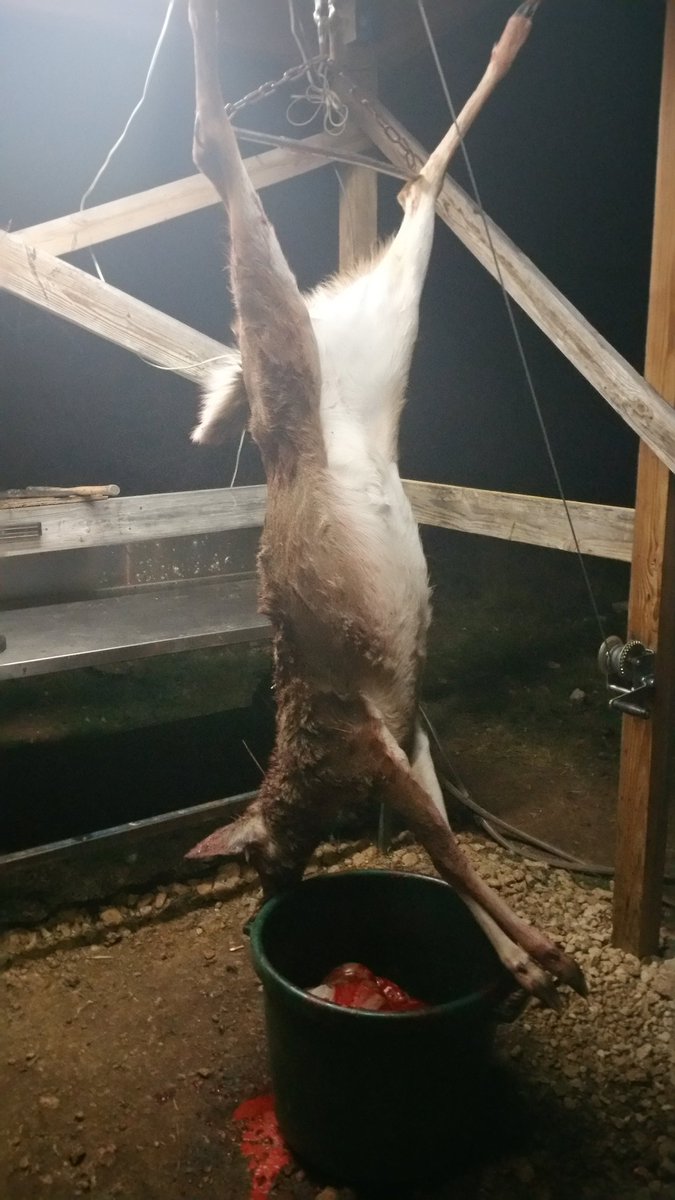 aaron_tagerson's tweet photo. @PurpleistheWord I train, my dogs train, we train together, just to make sure we make the right decision and an ethical kill... My family is also happy we don't have morons in our family that don't understand that a natural diet is better diet!! https://t.co/DEp9jHBNlU