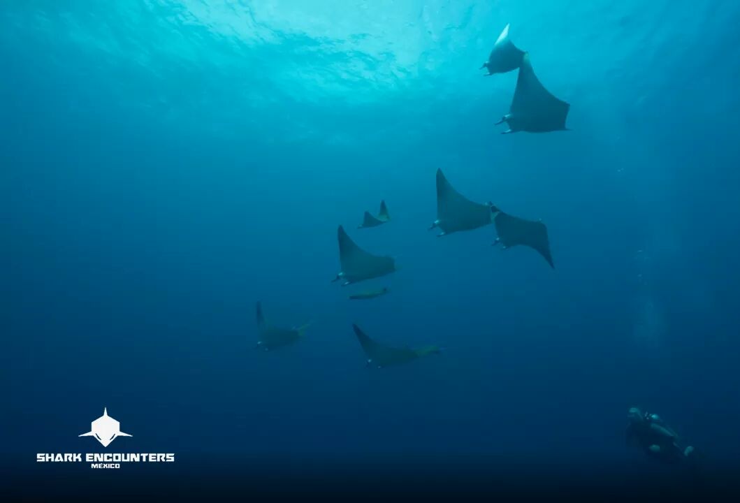 SharkEncounterM's tweet photo. Don't listen to what they say. Go see.👀💨

Where do you wanna #Dive ?🧜‍♀️

Book now and let nature surprise you.📩👍

https://t.co/3PZROWJ5dv https://t.co/95GWBgPo9R