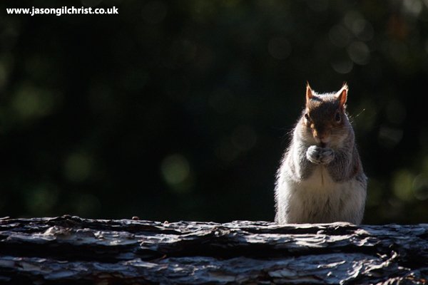 ...+ nod to Scotland & UK's naturalised squirrel species:
Grey Squirrel (Sciurus carolinensis)
More 📷 jasongilchrist.co.uk/photo_gallerie…
theconversation.com/in-defence-of-…
#SquirrelAppreciationDay #nonnative #squirrel #Scotland #UK #squirrels #mammalwatching #nonnativespecies #greysquirrel