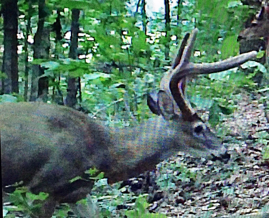 krisfrombama_xx's tweet photo. @buckeyesgtmaj Yes, Phillip, this is Brother aka Big 6. I haven’t had him on cam since September but he’s my #dominantbuck that I’m fairly certain is back &amp; making these #freshrubs! This was him then: https://t.co/EwUHpZ9x4A