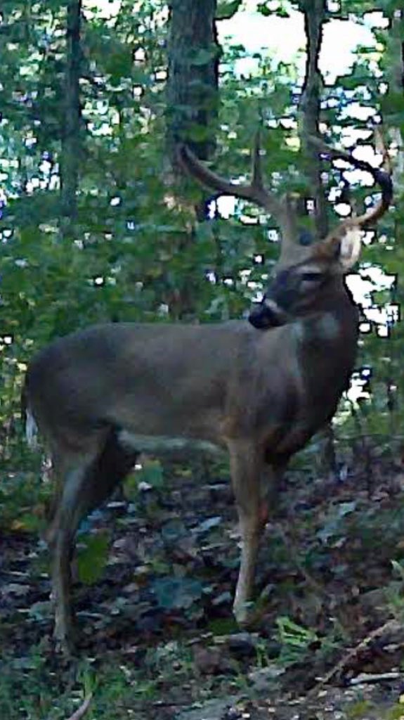 krisfrombama_xx's tweet photo. @buckeyesgtmaj Yes, Phillip, this is Brother aka Big 6. I haven’t had him on cam since September but he’s my #dominantbuck that I’m fairly certain is back &amp; making these #freshrubs! This was him then: https://t.co/EwUHpZ9x4A