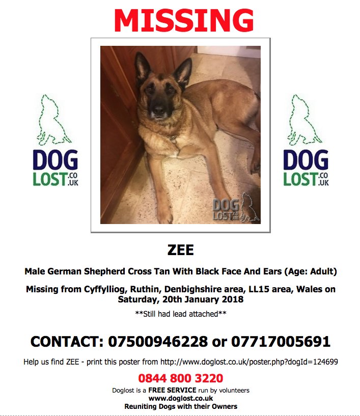 DogLostUK's tweet photo. https://t.co/jt1sXwNKjV #LOST ZEE
Male #GermanShepherd Cross
#Missing from #Cyffylliog #Ruthin #Denbighshire #LL15 #Wales on Saturday, 20th January 2018 #Lostdog #ScanMe https://t.co/SbKN4Y4rjs https://t.co/eJfiZv99tj
