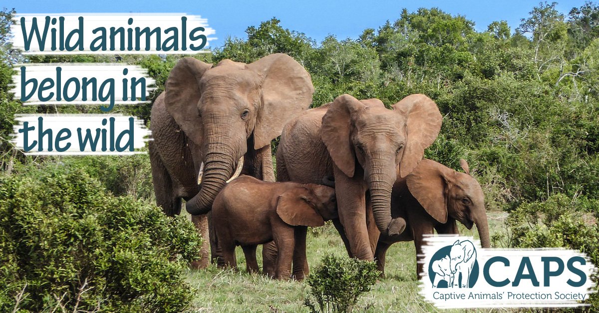 freeanimalsuk's tweet photo. #2017inReview - As a new year begins, let’s look back on all of the amazing things you helped achieved for animals in #2017!

Read our blog: https://t.co/GUh1ERERBy

#Conservation #Wildlife #2017Rewind #TuesdayMotivation https://t.co/lHVegJhhO8