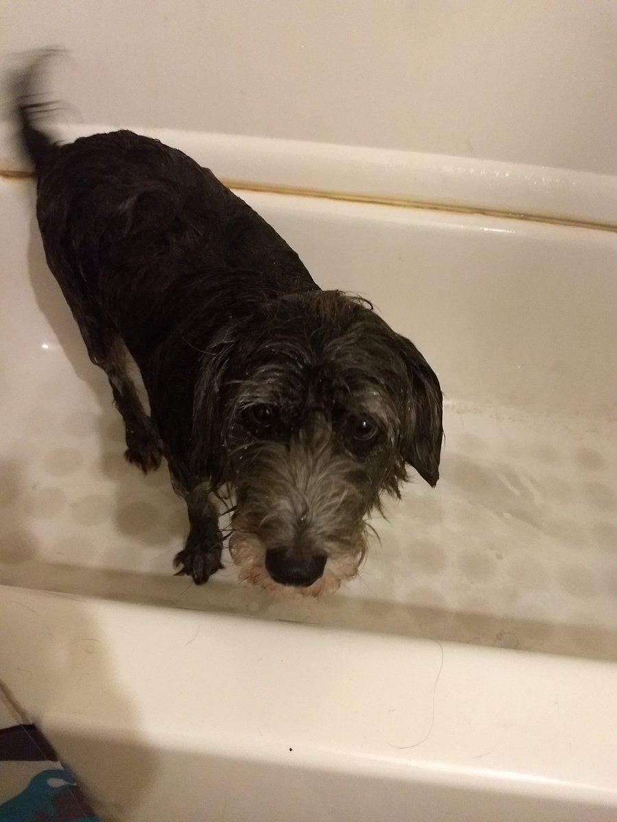Zabro97's tweet photo. He is now hiding under Walter because I gave him a bath, of course I'm the bad parent. https://t.co/dbBC20YbT6