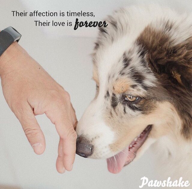 “Their affection is timeless. Their love is forever”....

pawshake.com

#DailyQuote #petsitting #dogsoftwitter #dogsarefamily #inspiration