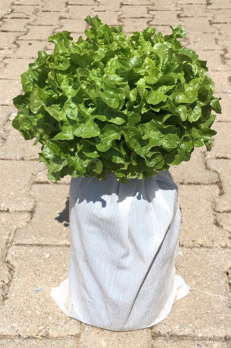 Plantekno's tweet photo. Sometimes no need to control nutrient medium :) Just fill and forget. Thanks to @tartestarim. #Hydroponics #FreshCrops #VerticalFarming #AgTech #CityFarming #Horticulture #Urbanfarming #Plantekno #Agriculture #Lettuce https://t.co/KEa8wASMln
