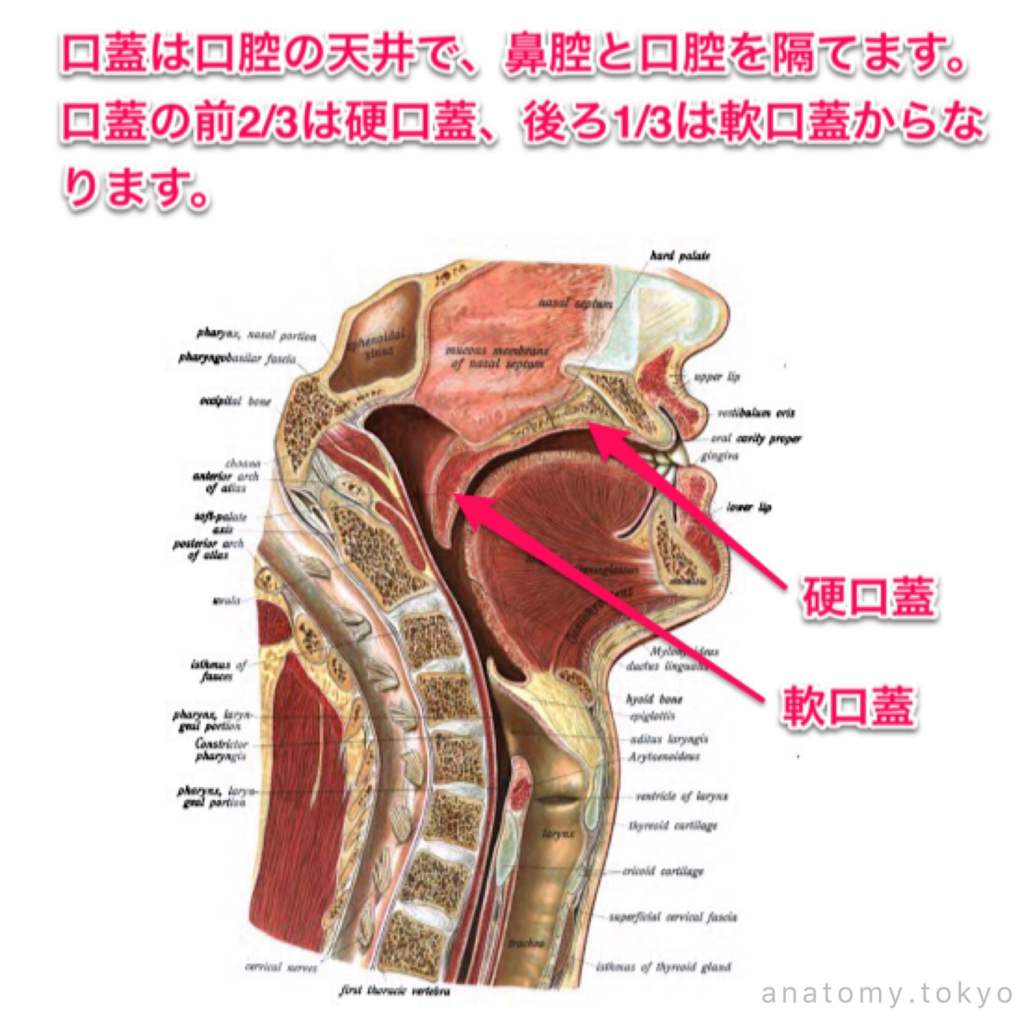 裁断済み】整形外科手術解剖学図解 第6版 - メルカリ