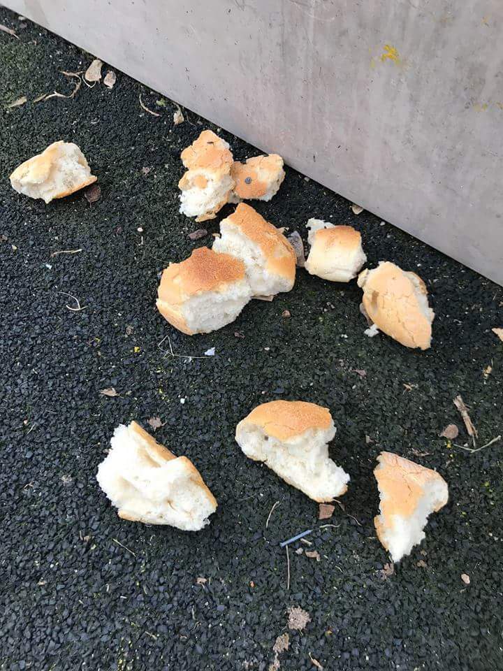 SaraStorm_'s tweet photo. Quando penso que a humanidade não me pode desiludir mais: gabo a coragem de quem anda a colocar pregos em bocados de pão e deixar no chão para os cães os comerem. 
Gente de merda. https://t.co/NzXKsHySut