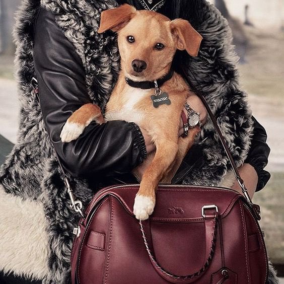 artistarianator's tweet photo. @iHeartRadio we stan a legend #Toulouse #CutestPet #iHeartAwards https://t.co/y4JBil0440