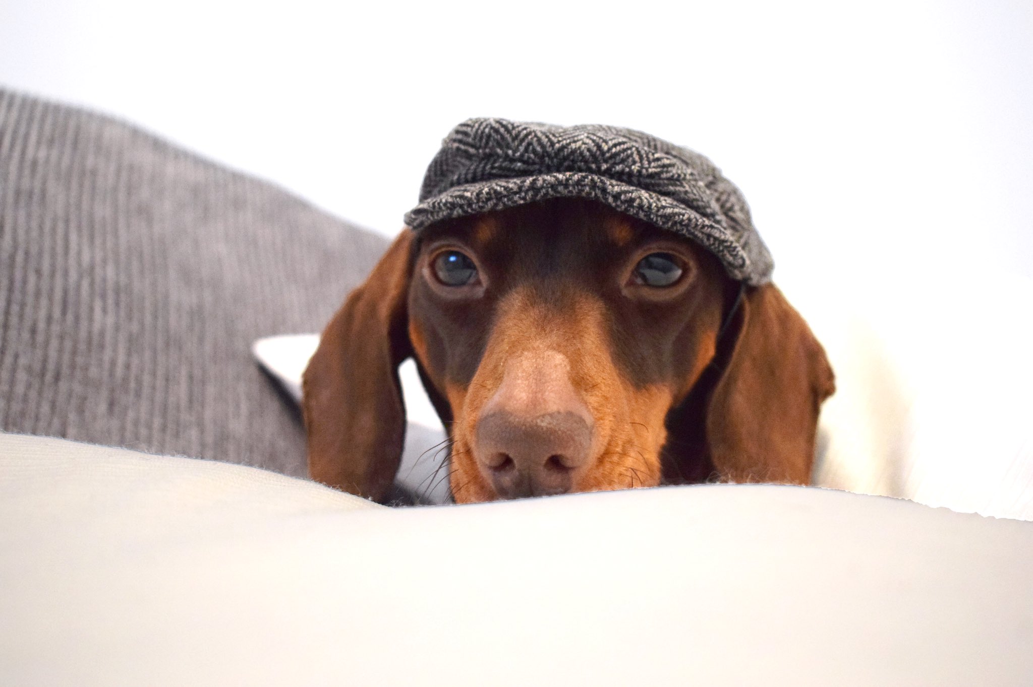 Peaky blinders hat for store dogs