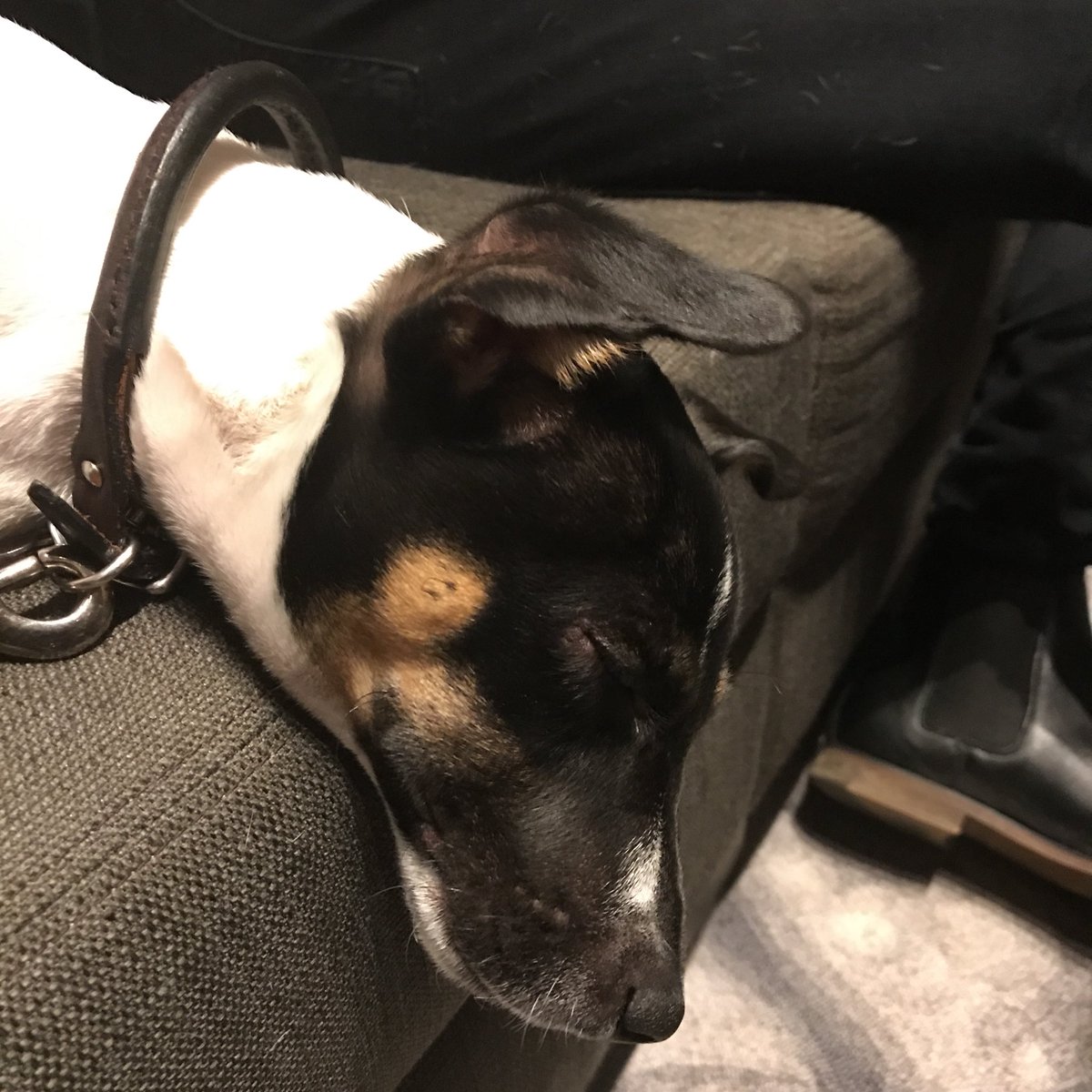 Bandit & Teddy tweet media