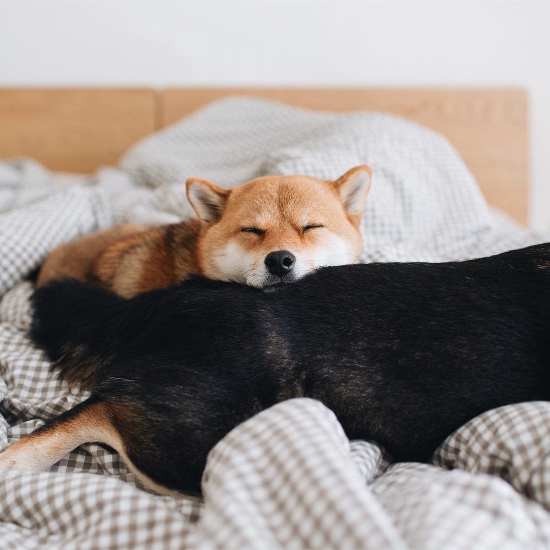 Monday mood #solidgoldpets