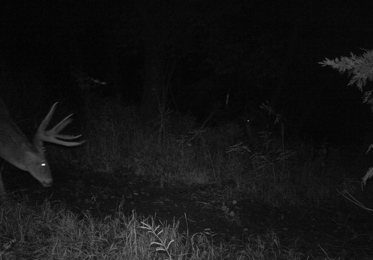 OutdoorCompound's tweet image. Who all had some awesome bucks survive the year to only come back bigger next year? #huntsmart / #huntprepared / #hunting / #deerhunting