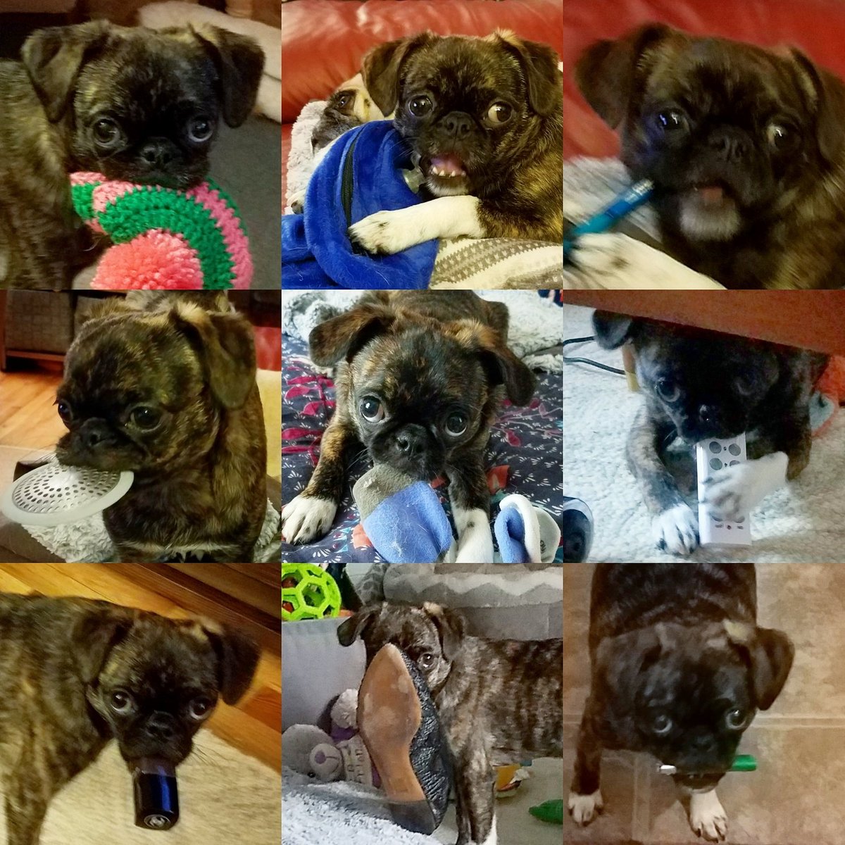 funaek's tweet image. I was wrong. I had more photos of Monkey stealing my stuff. Enough for another collage! #naughtymonkey #monkeybusiness #monkeythief