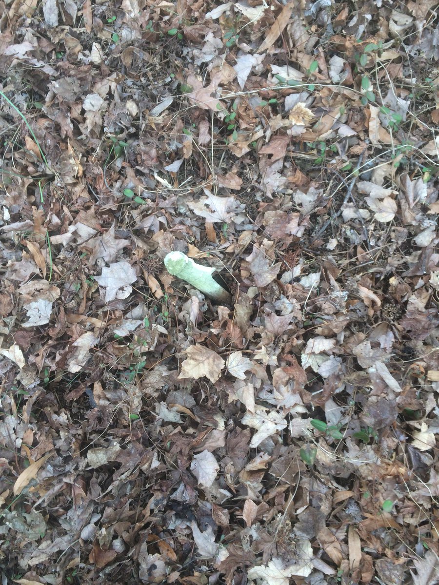 Found a dead head today and thought i found a good shed yesterday!!