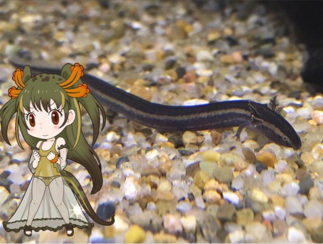 ベールゼブフォ ヘビ本2出ます ヘビ本3募集中 爬虫類フレンズ総選挙 動物紹介 ドワーフサイレン 前足のみで後ろ足が無く 上半身がウーパールーパーで下半身がウナギの様な両生類 その姿から神話に登場する人魚セイレーンから名前をとってサイレンと名付け
