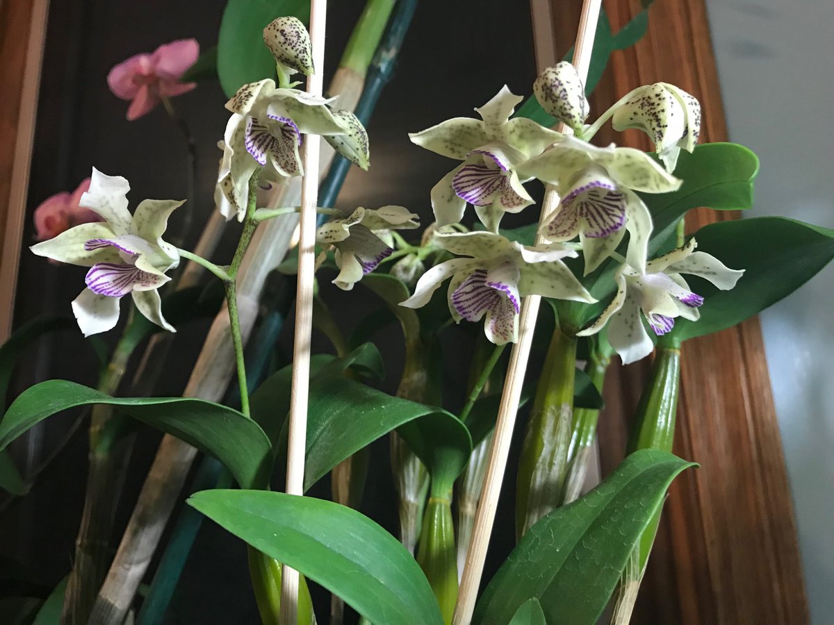 tstrombotn's tweet image. #MicrochipMonday anyone? #orchids #orchid @PetrovichBilly @mjpina786