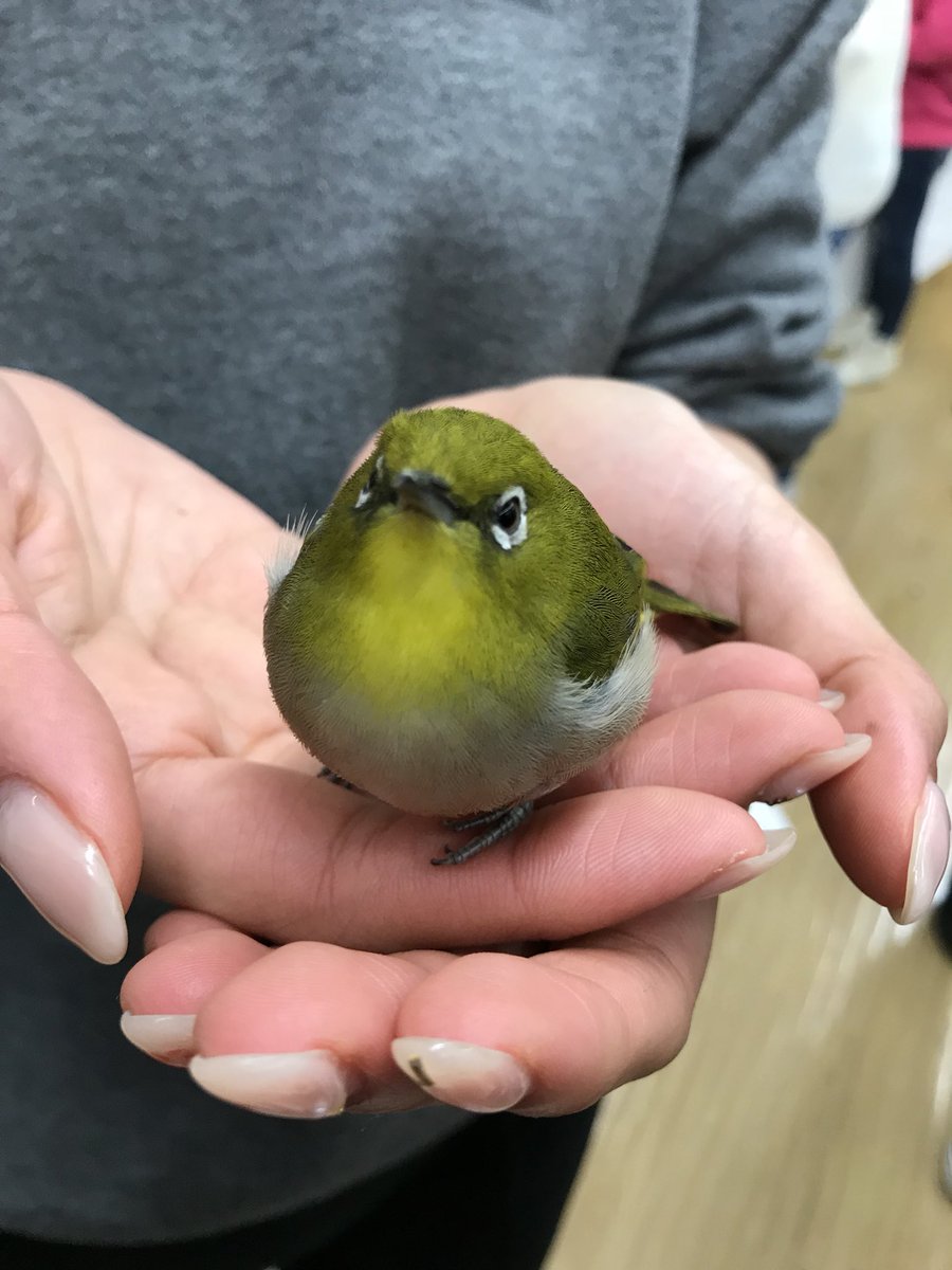 もち 凍えてるメジロちゃん捕まえちゃった もち 凍えてるメジロちゃん捕まえちゃった