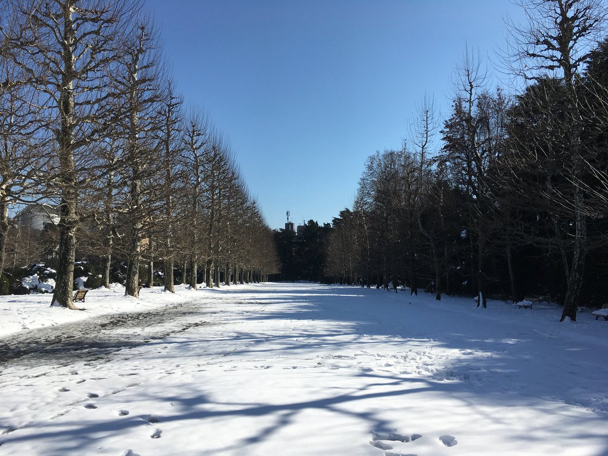 Pucci47's tweet photo. 雪降ったし昼休みに御苑行ってラーメン食った https://t.co/g1QUvCFn2M