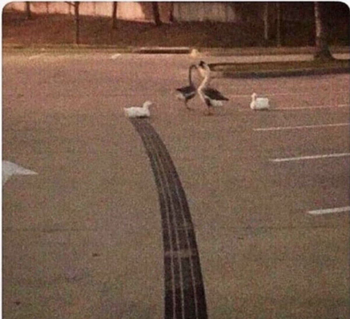FunnyGIFs4You's tweet photo. How fast was this duck going?...
 
#TuesdayThoughts https://t.co/V7WGoVKQ4l