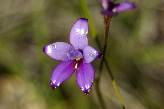 marktg00's tweet photo. Like #orchids #scicomm &amp; #citizenscience? If so, this could be your dream job @UniofAdelaide https://t.co/LWa5H0Y6Ap You'll work with a fantastic #science team inc @TERN_Aus @BenSparrowau https://t.co/t5tIKMXTot