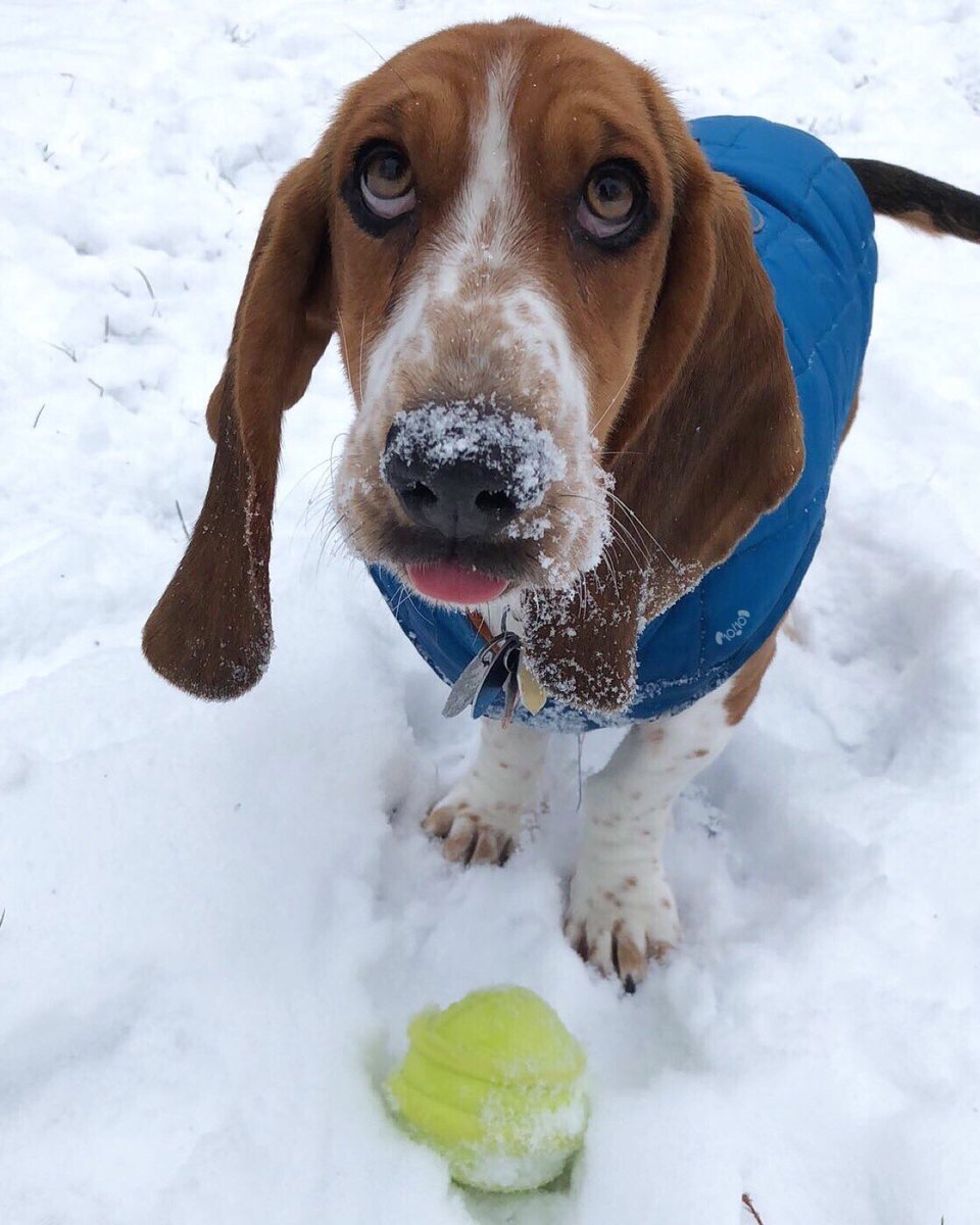 dog_rates's tweet image. This is Maple. She tripped over an ear while retrieving her ball. Didn’t give pup tho. Hopes you’re proud. 12/10 would boop for warmth