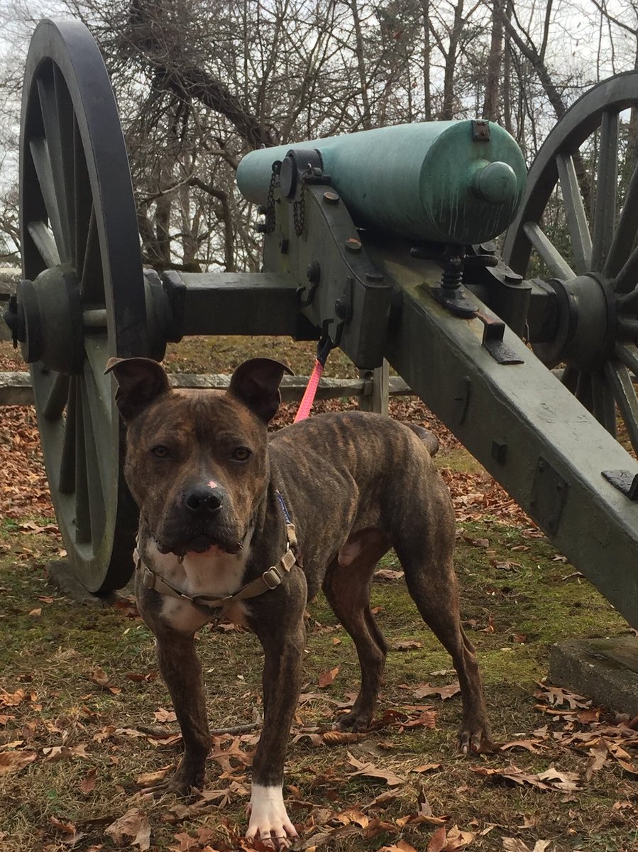 BeckyPonton's tweet photo. @NewsInTheBurg @NewsInTheBurg warm days were made for enjoying FXBG’s history!  #Adopt #Blake #Hayze #OldDominionHumaneSociety https://t.co/fbKr6udZVp