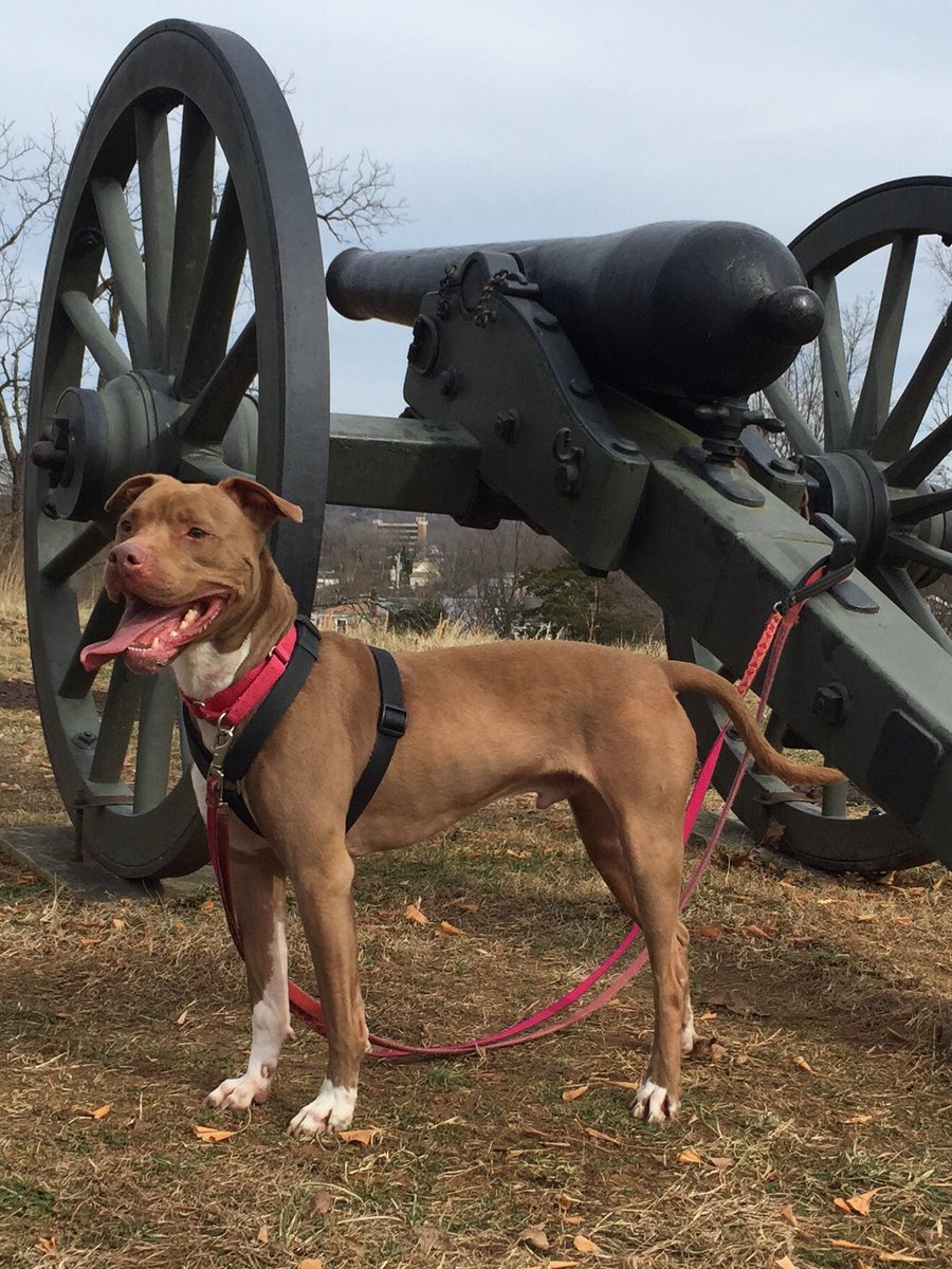 BeckyPonton's tweet photo. @NewsInTheBurg @NewsInTheBurg warm days were made for enjoying FXBG’s history!  #Adopt #Blake #Hayze #OldDominionHumaneSociety https://t.co/fbKr6udZVp