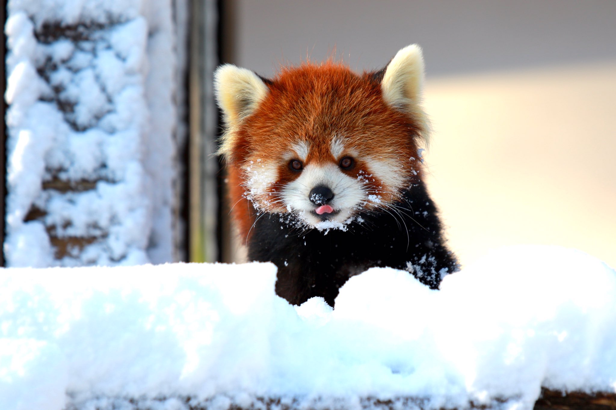 千葉市動物公園 公式 雪で 元気なレッサーパンダ楽しそう Chibazoo T Co Upvwdrtpcv Twitter 千葉市動物公園 公式 雪で 元気なレッサーパンダ楽しそう Chibazoo T Co Upvwdrtpcv Twitter