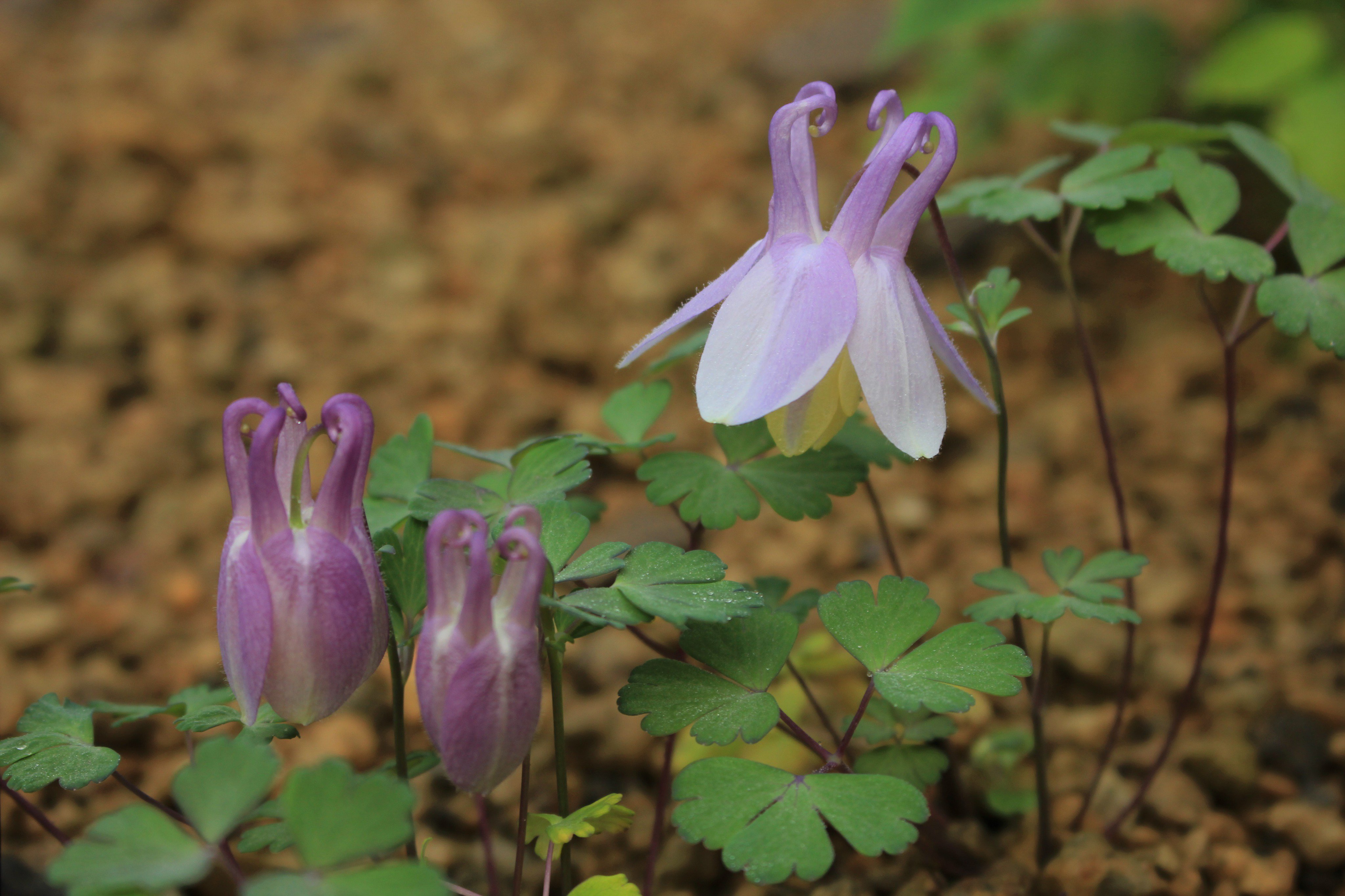 咲くやこの花館 本日は高山植物室より2種類のオダマキをご紹介します 1枚目は薄紫色の ミヤマオダマキ 2枚目は瑠璃色 の チシマルリオダマキ です どちらも くるんと後ろに伸びる 距 きょ がチャームポイント この距には甘い蜜が溜まるそうです