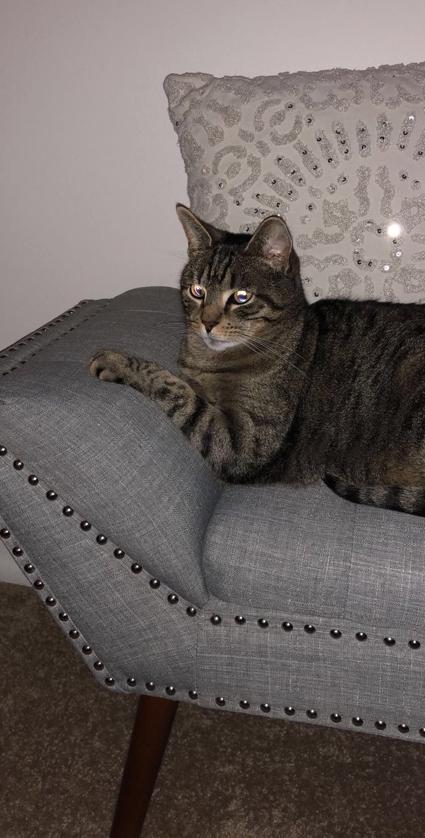 SebastianDaKat's tweet photo. Modeling shoot today went as expected. I’m flawless #cat #photoshoot #model #Modeling https://t.co/Mjo3Gt2tZU