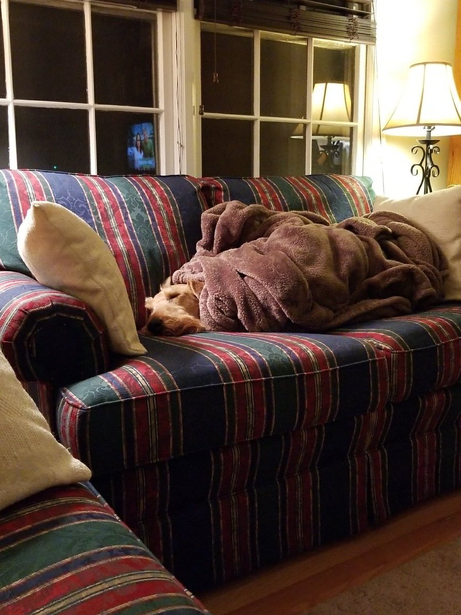 ReaganFerris's tweet photo. #tuckedin #adt #airedale https://t.co/fimhxLb9sl