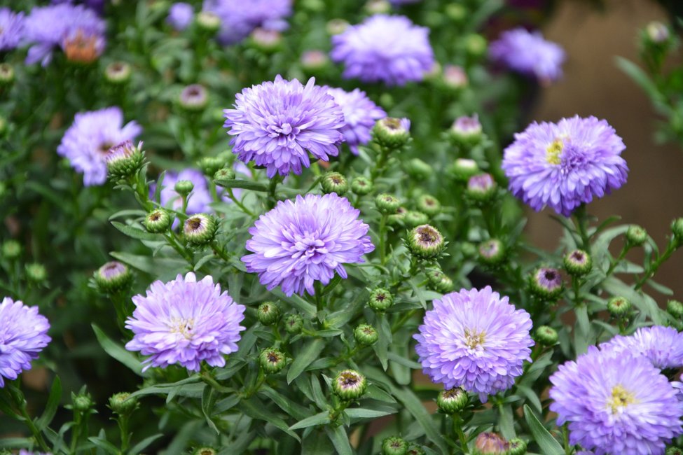 SpareFoot (@sparefoot) on Twitter photo 5 Plants You’ll See Everywhere When You Move to Charlotte, NC <a href="/LawnStarter/">LawnStarter</a> bit.ly/2DpKwie 5 Plants You’ll See Everywhere When You Move to Charlotte, NC <a href="/LawnStarter/">LawnStarter</a> bit.ly/2DpKwie