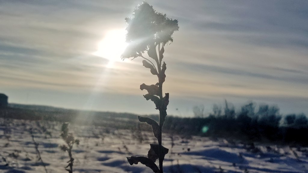 GrasslandNerd's tweet photo. Who wants a 2 part #prairie #ForensicPlantID π? The only hints are one Poaceae, one Asteraceae, and #AspenParkland. Feel free to ask questions. https://t.co/T5npq0iGrT
