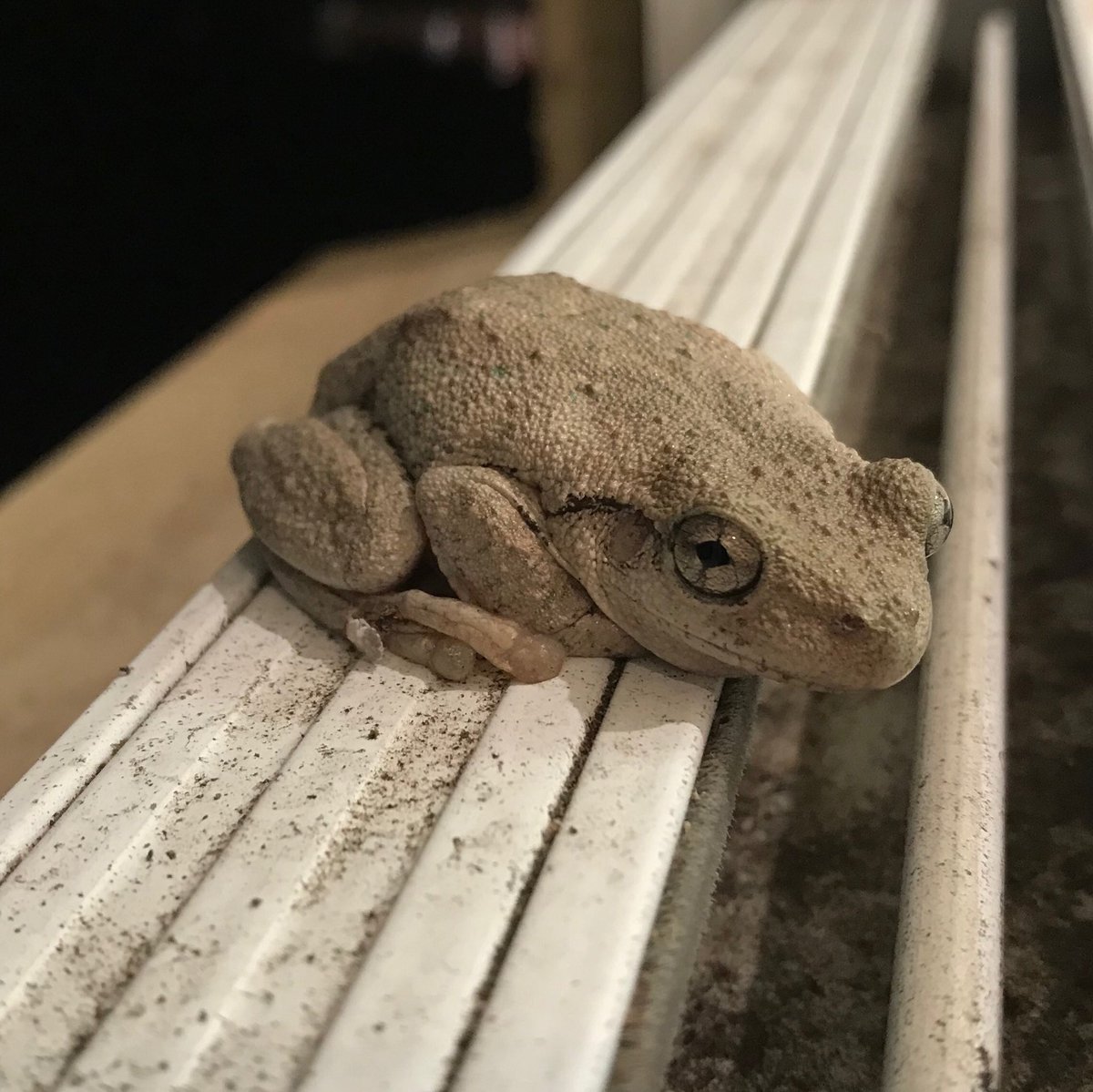 dbeansta's tweet image. Can anyone identify this frog? The ledge is about 5cm wide. Found in southern suburb of Sydney
